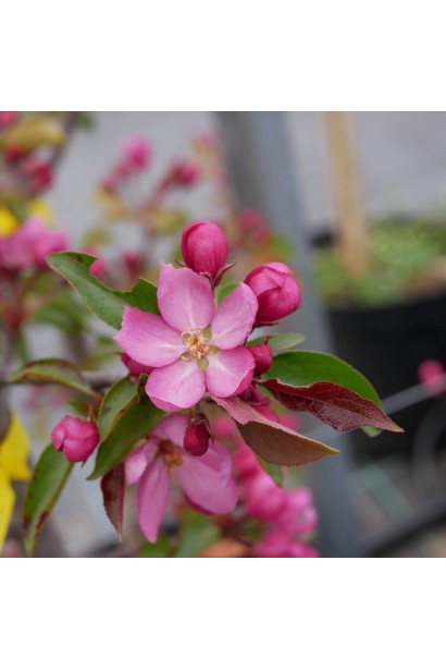 Яблуня червонолиста райська квіти